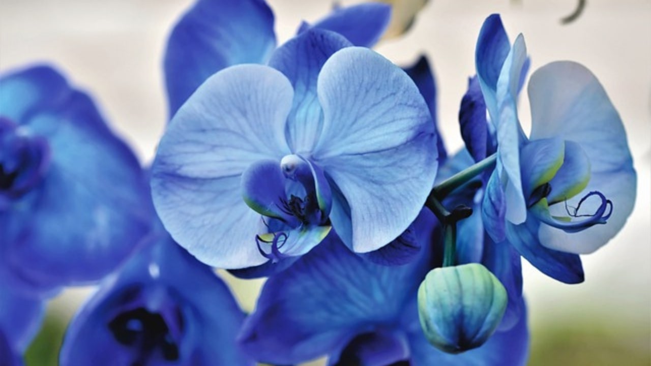 Orchidee blu