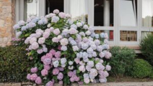 Come curare le ortensie a fine estate e in autunno per avere tanti fiori l’anno prossimo