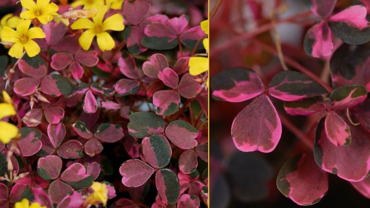 Oxalis vulcanicola