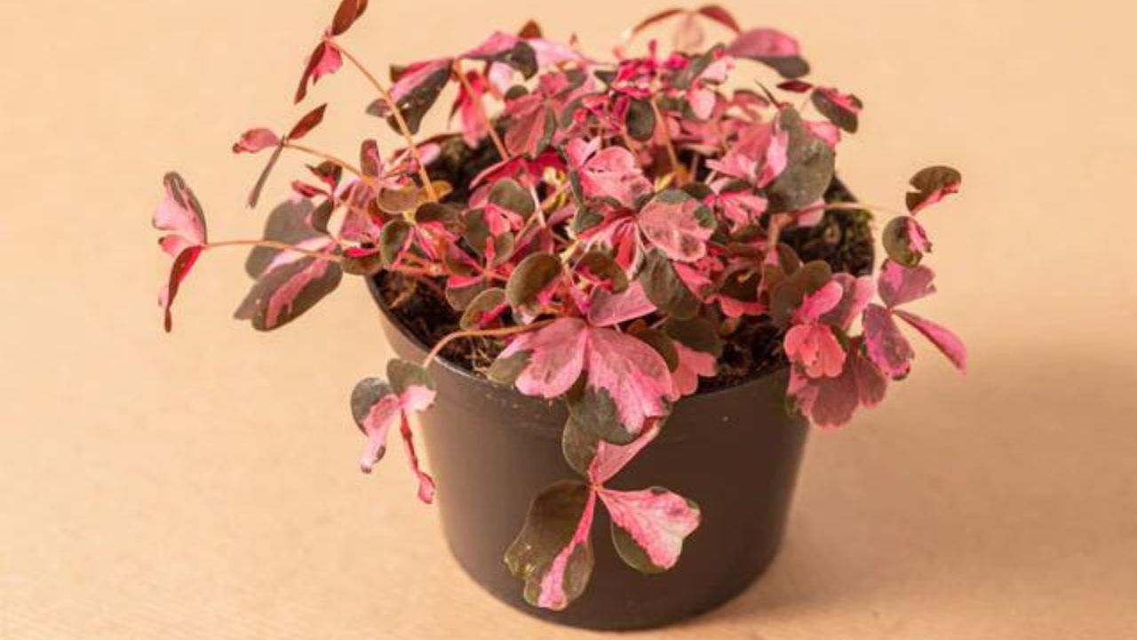 Oxalis vulcanicola