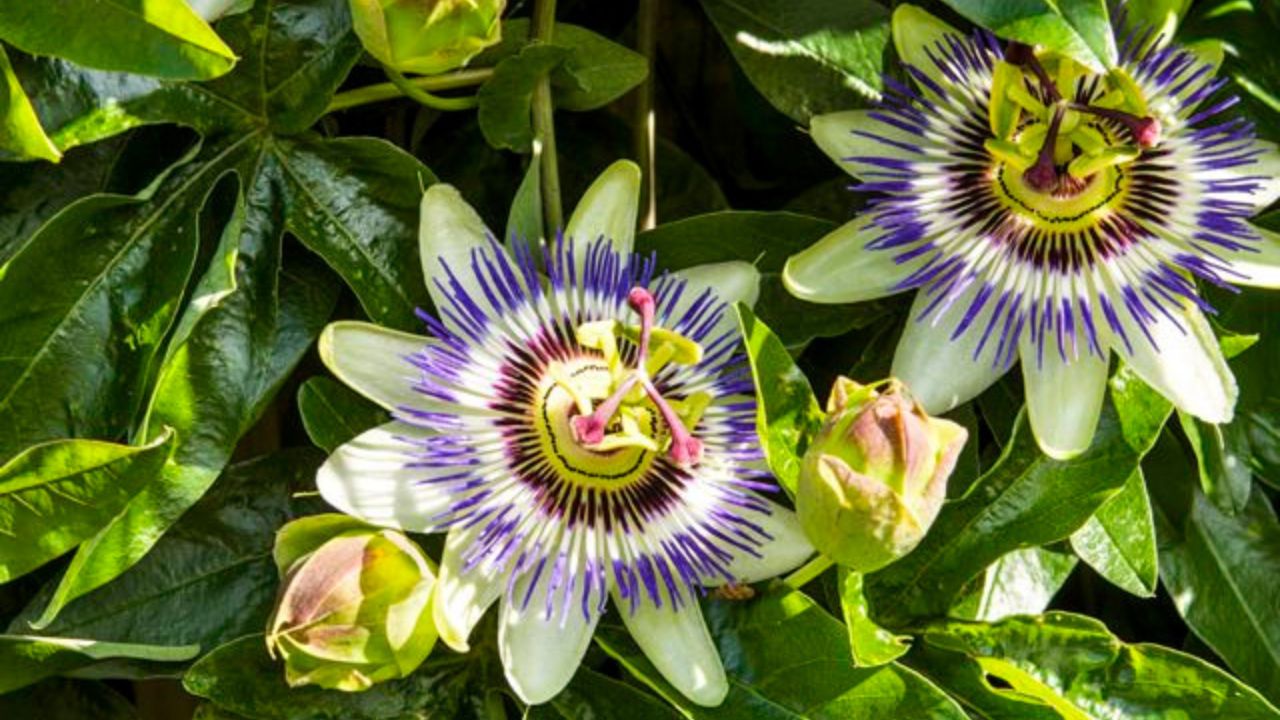 Passiflora