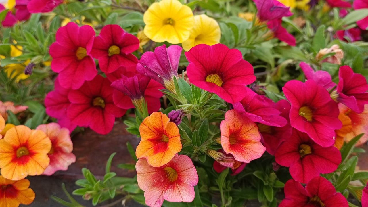 Calibrachoa