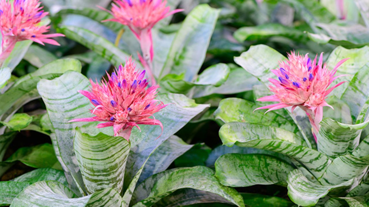 Pianta grossa dal fiore rosa