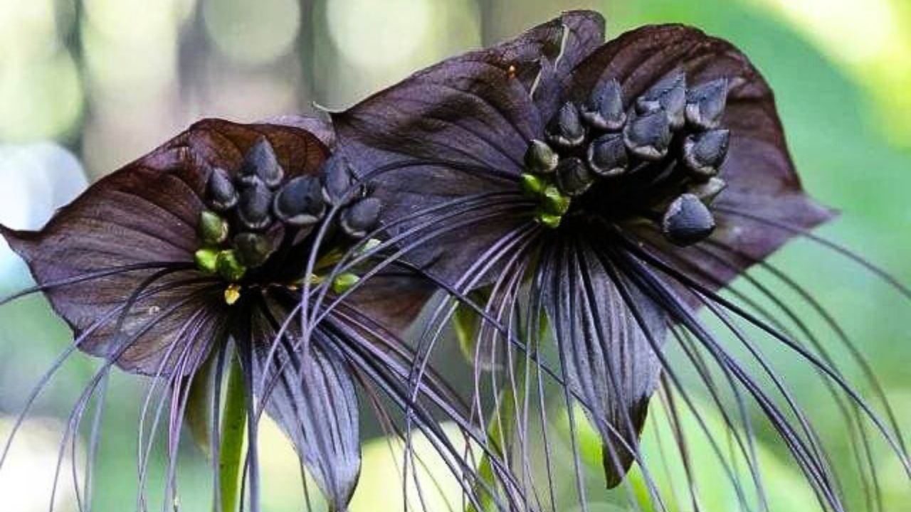 Tacca chantrieri