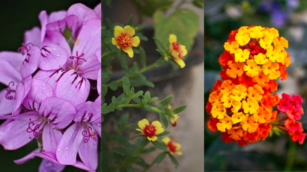 piante Geranio Portulaca e Gioia