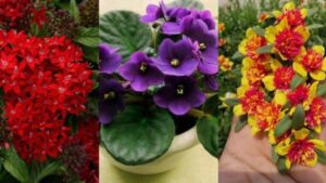 7 belle piante che daranno fiori tutto l’anno