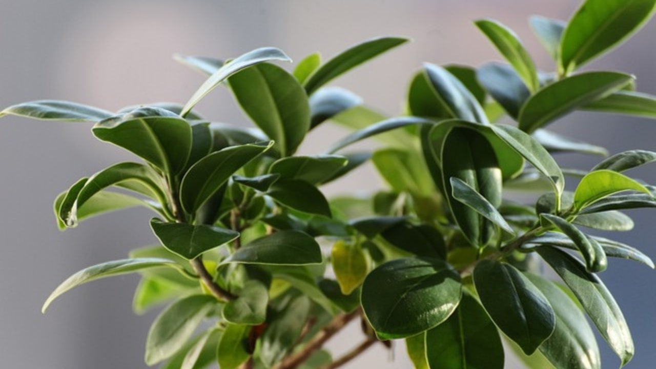 Piante d'appartamento Ficus