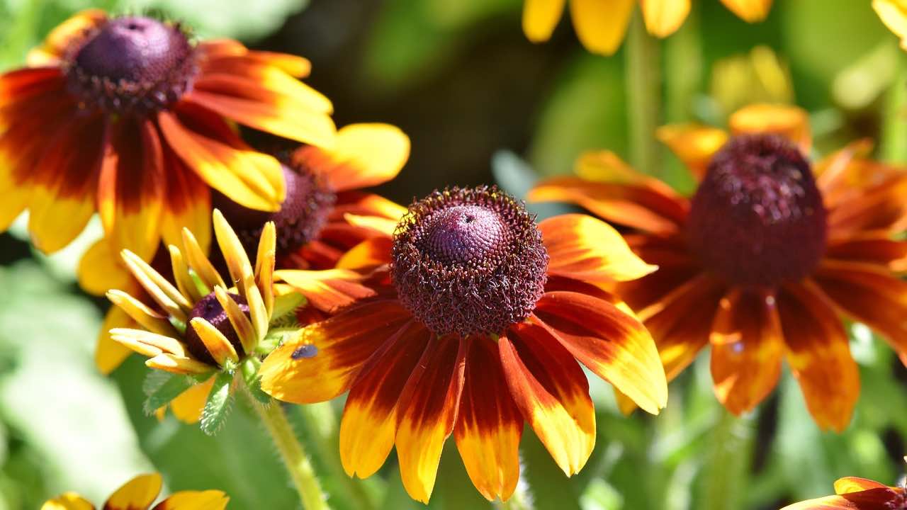 echinacea