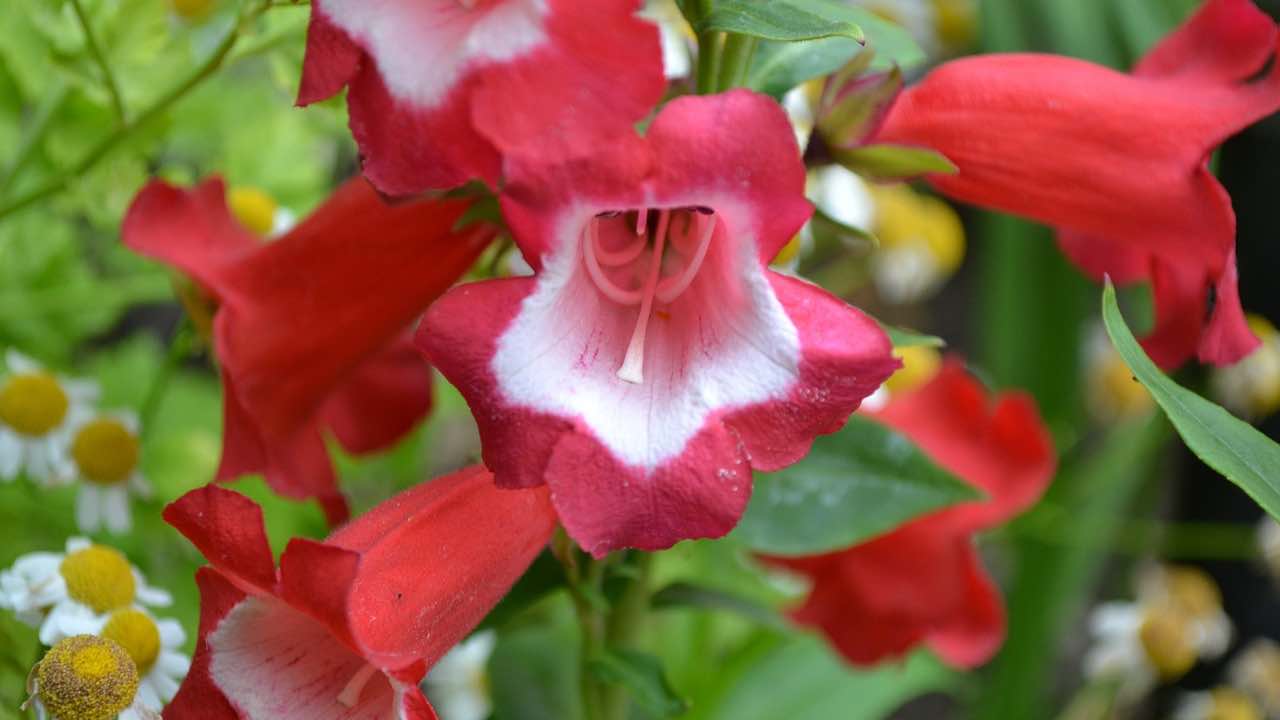 Penstemon