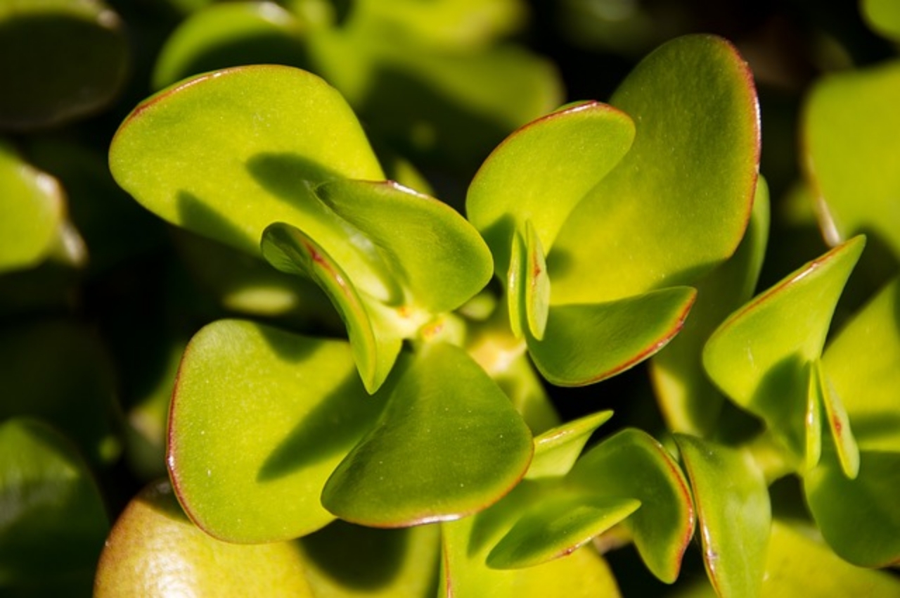 piante di crassula