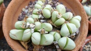 Tutto quello che dovresti sapere sulla cura dell’Argyroderma, la succulenta dalla “pelle argentata”