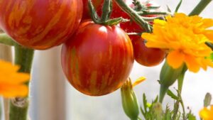 10 piante che puoi coltivare vicino ai tuoi pomodori per aiutarli a prosperare e ottenere ottimi raccolti