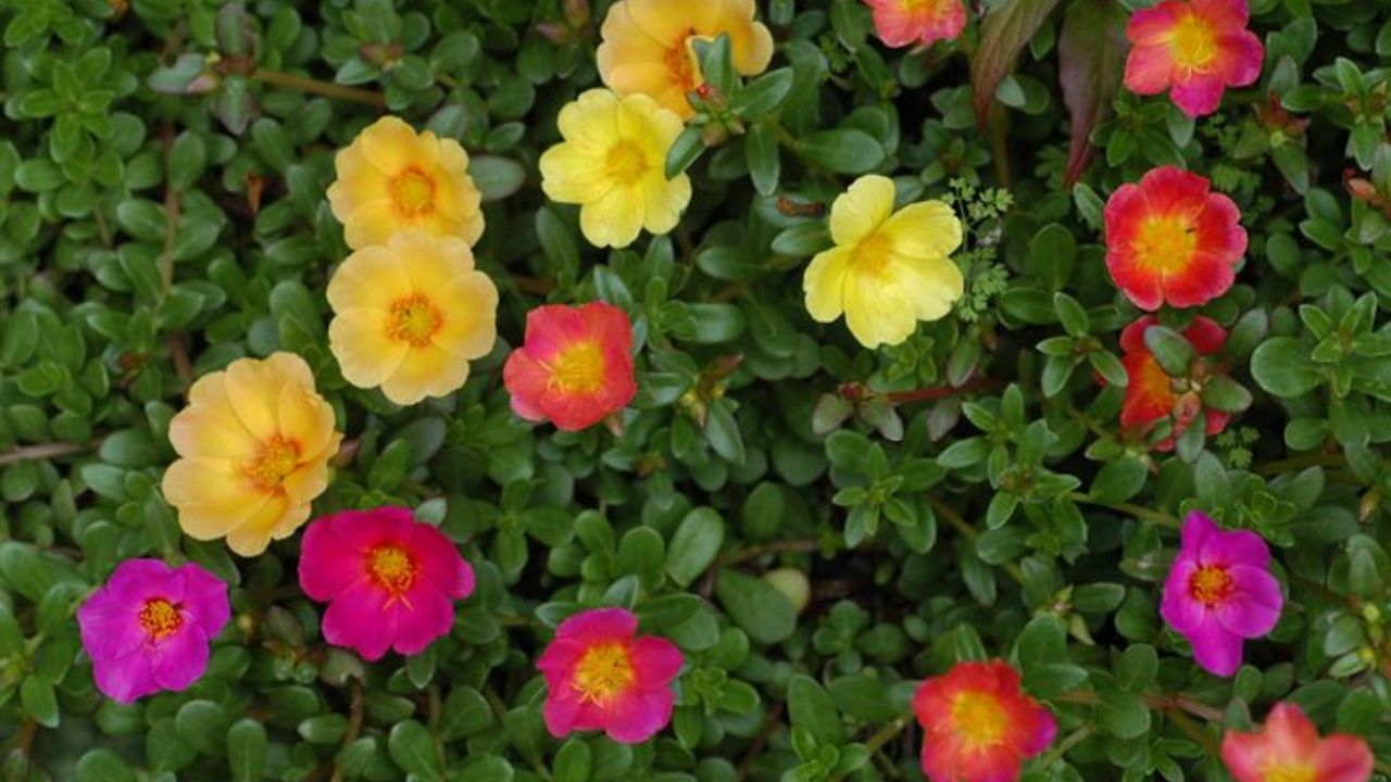 Portulaca