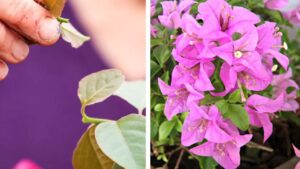 Come propagare i rami di Bouganvillea in balcone o giardino: il metodo infallibile