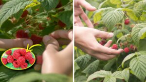 5 segreti per coltivare i lamponi nel tuo giardino