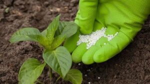 Per avere un raccolto folto e ricco gli agricoltori utilizzano questo semplice trucco