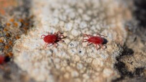 Ragnetti rossi: trucchi utili per allontanarli dal tuo davanzale e dalle tue piante