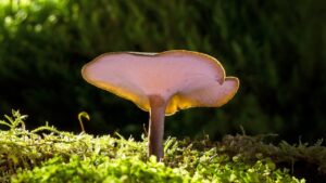 Reishi, tutto quello che volevi sapere su questo fungo: attenzione, però, come lo consumate