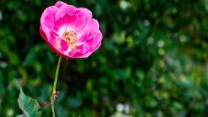 Rosa mosqueta: come coltivare con successo questo bellissimo fiore