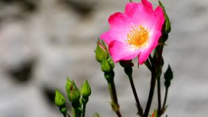 Rosa rubiginosa: tutto quello che c’è da sapere su questa spezia