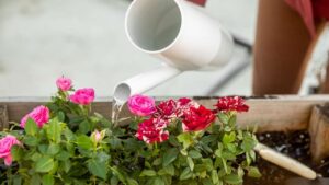 Se hai delle rose in vaso o in giardino non puoi non conoscere questo sorprendente metodo di concimazione