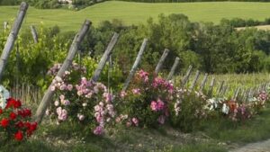 Rose nei vecchi vigneti, perché vengono piantate alla fine dei filari? Devi saperlo