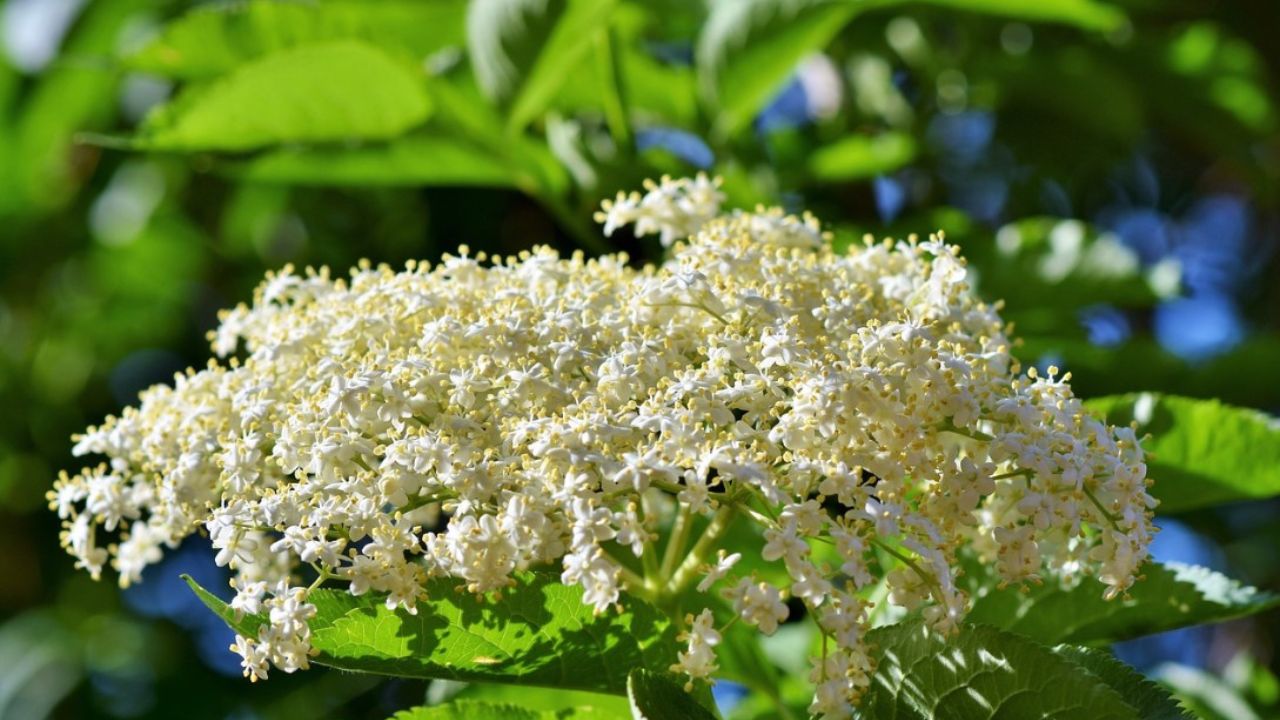 fiori bianchi di sambuco 