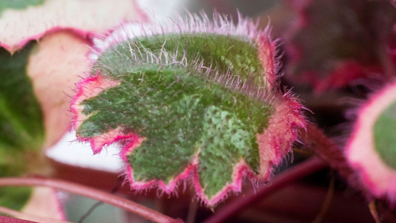 Saxifraga stolonifera