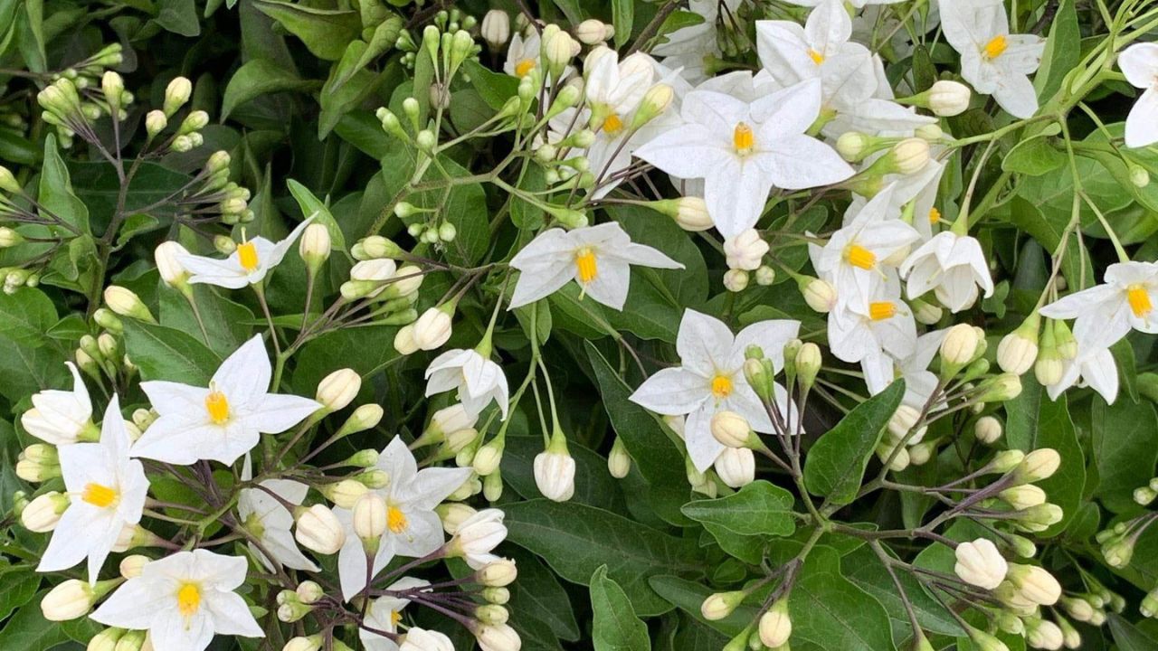 Solanum jasminoides