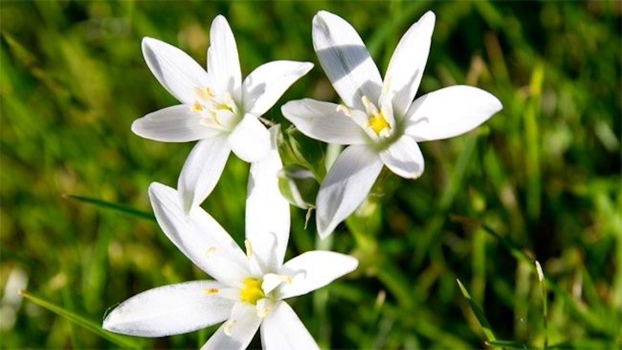 fiore stella di campo