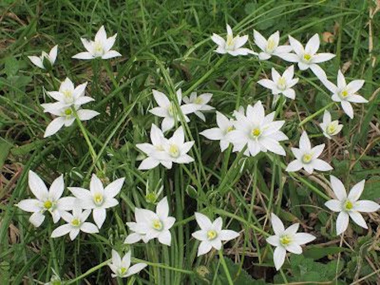 Fiore stella di campo