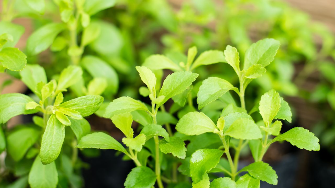 pianta stevia