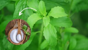 5 consigli per coltivare la Stevia: il miglior dolcificante naturale