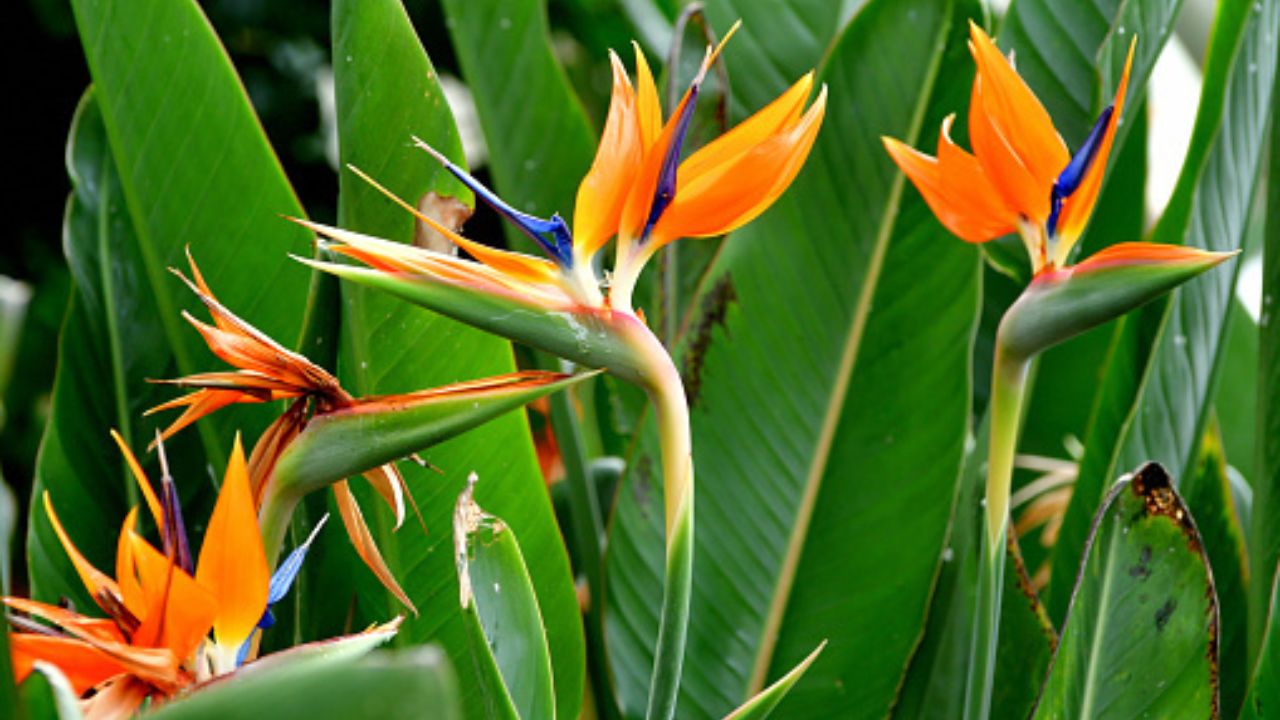 Strelitzia