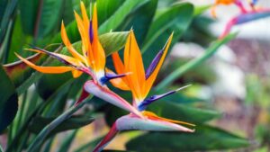 Strelitzia: curiosità e significato della pianta Uccello del Paradiso