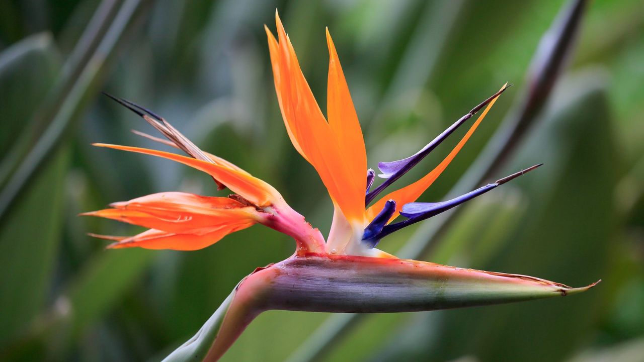 Strelitzia