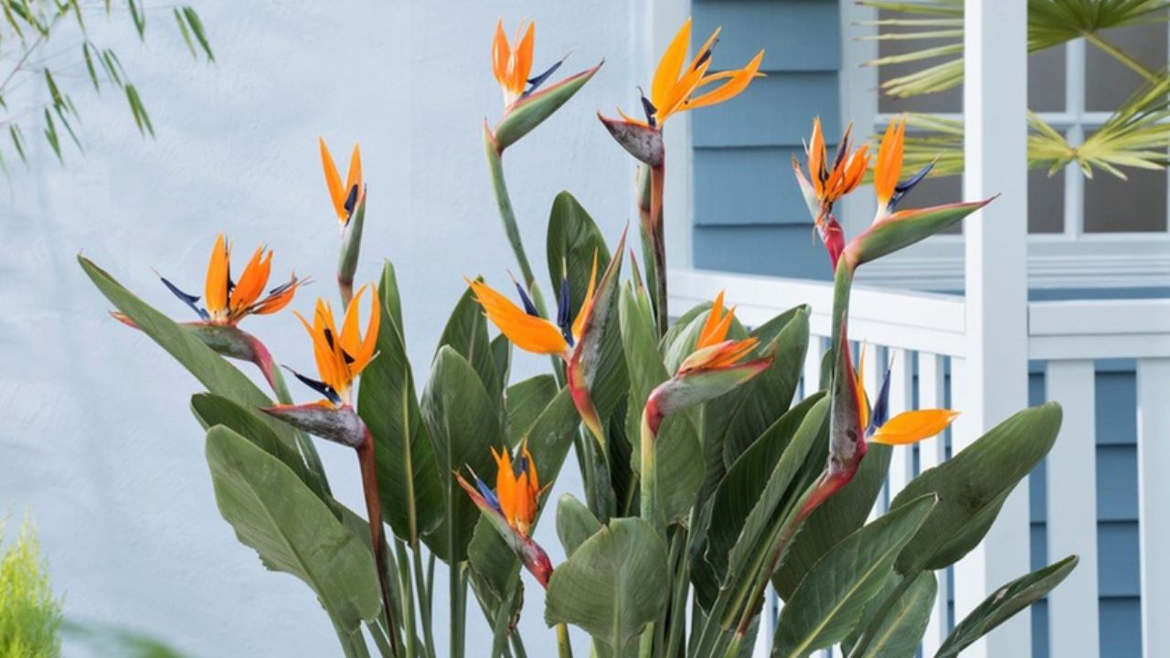 Strelitzia