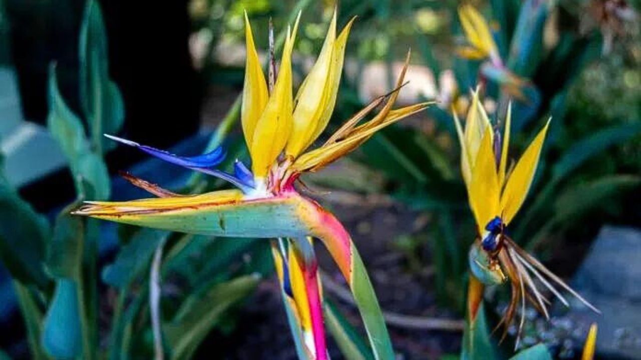 Strelitzia