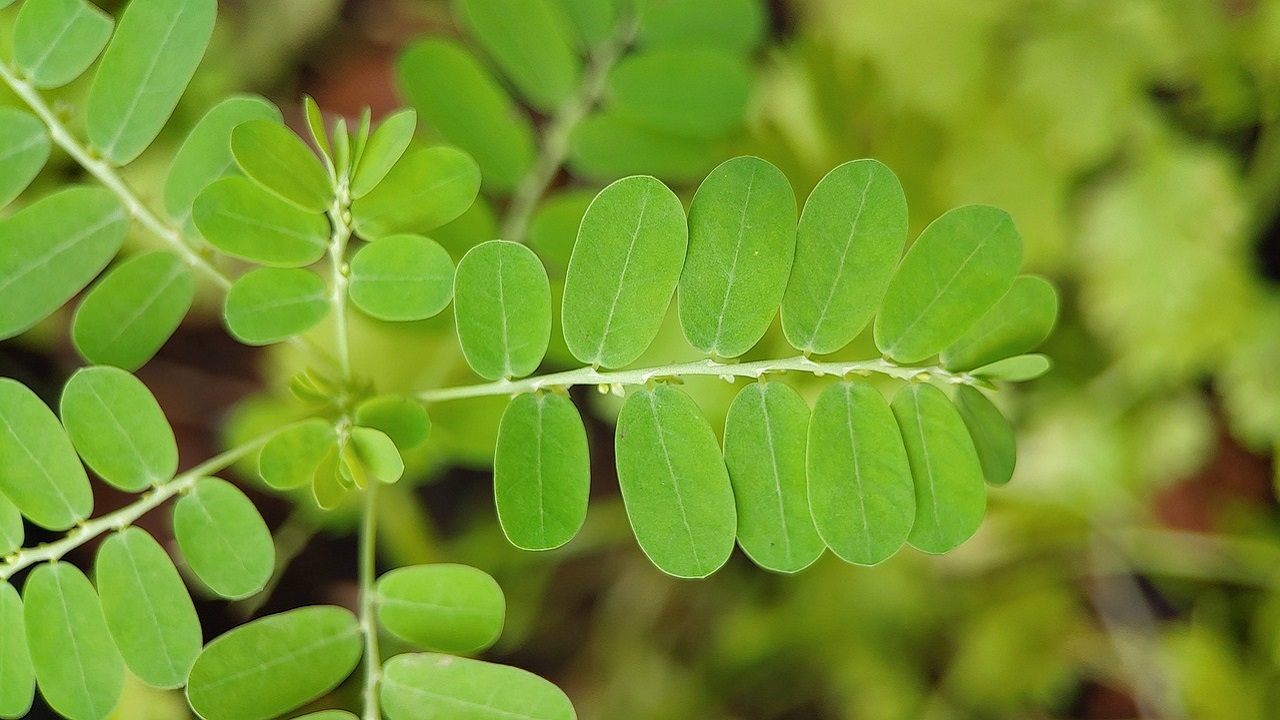 tamarindo pianta