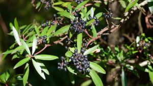 Tasmanian pepper: tutto quello che c’è da sapere sulla Tasmannia lanceolata