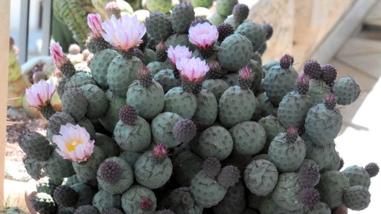 Tephrocactus geometricus