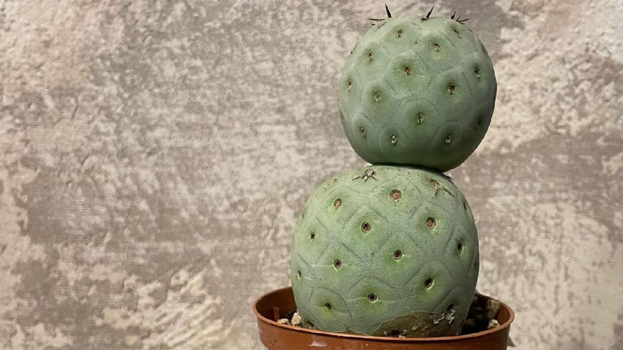 Tephrocactus geometricus