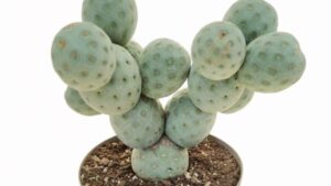 Tephrocactus geometricus: tutto ciò che devi sapere sul cactus dalle pale rotonde