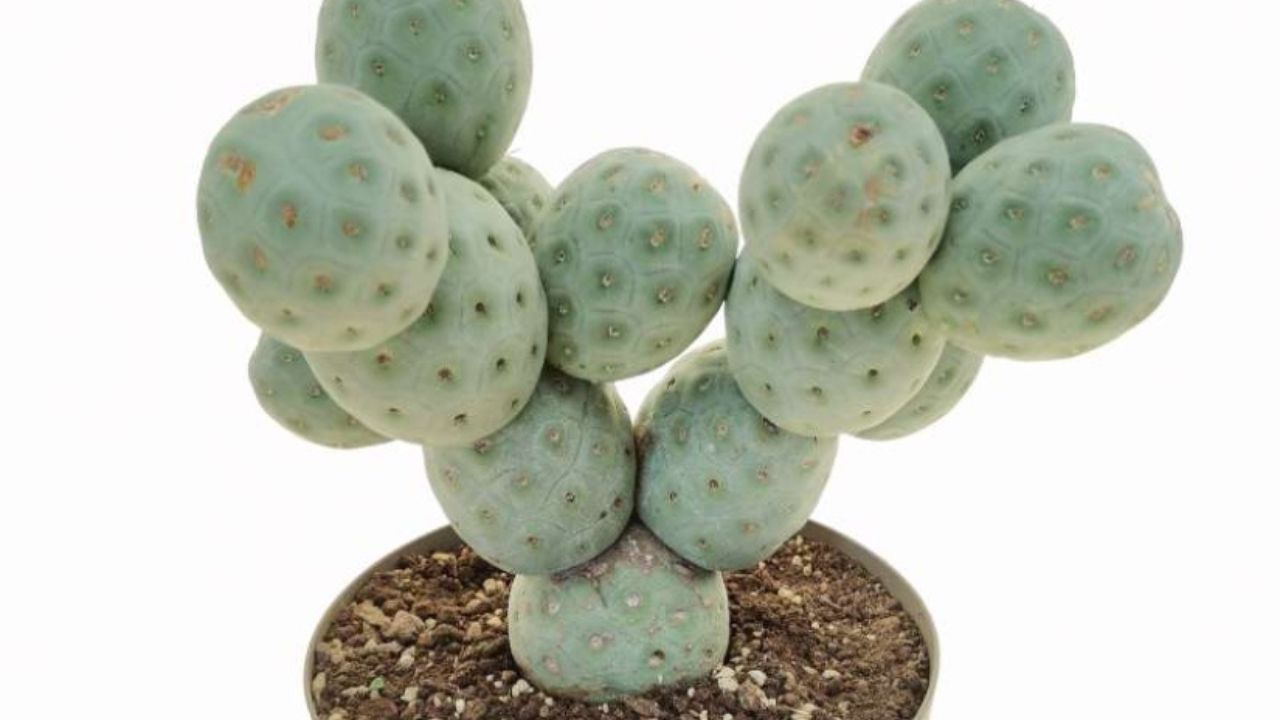 Tephrocactus geometricus