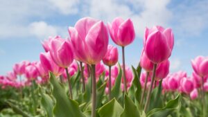 Tulipani, cosa fare dopo la fioritura di questi bellissimi fiori