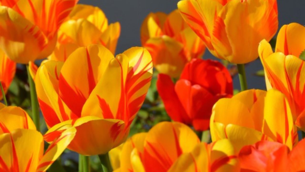 tulipano arancione striato rosso