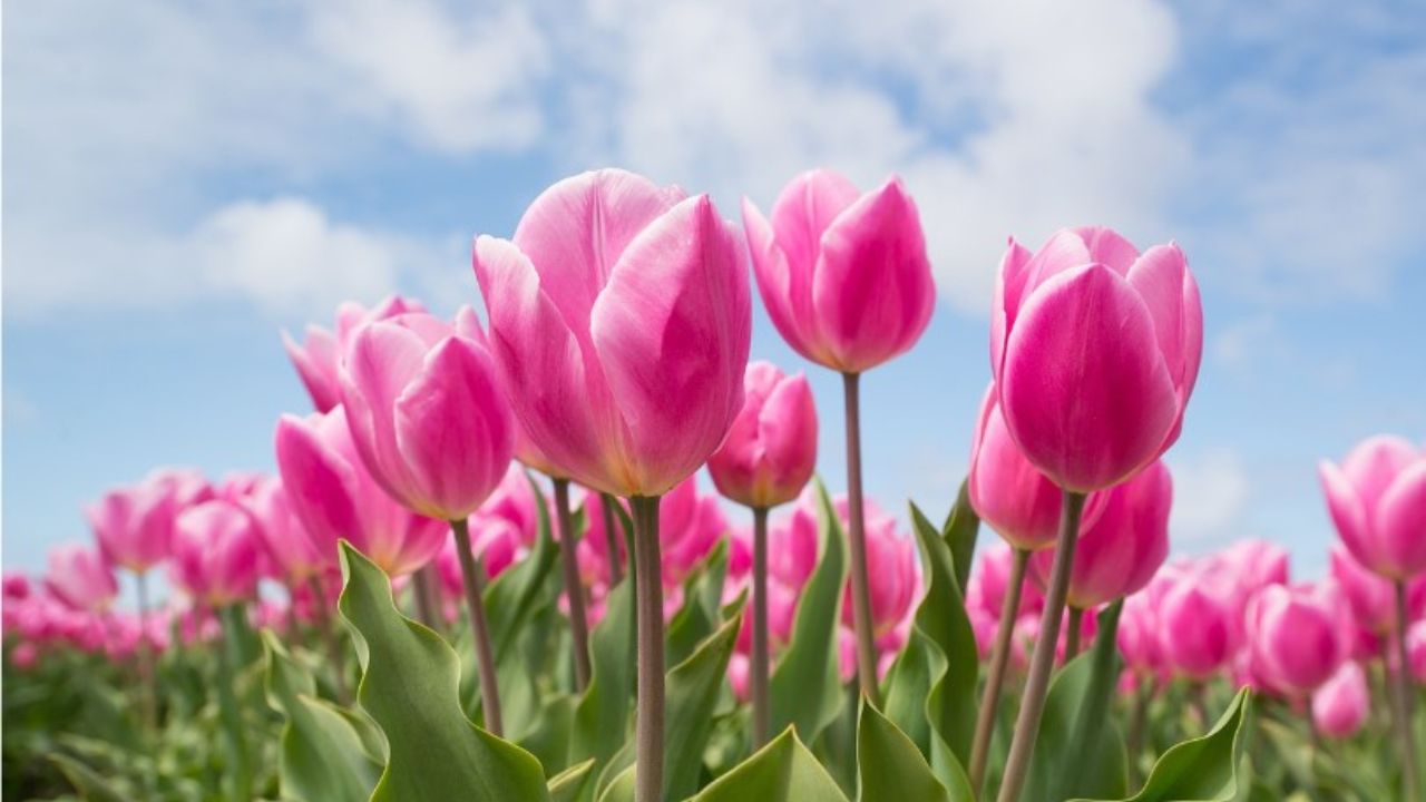 Tulipano rosa nel prato