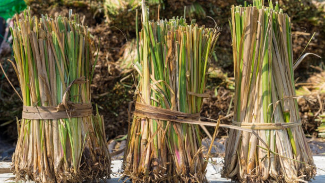 vetiver raccolto