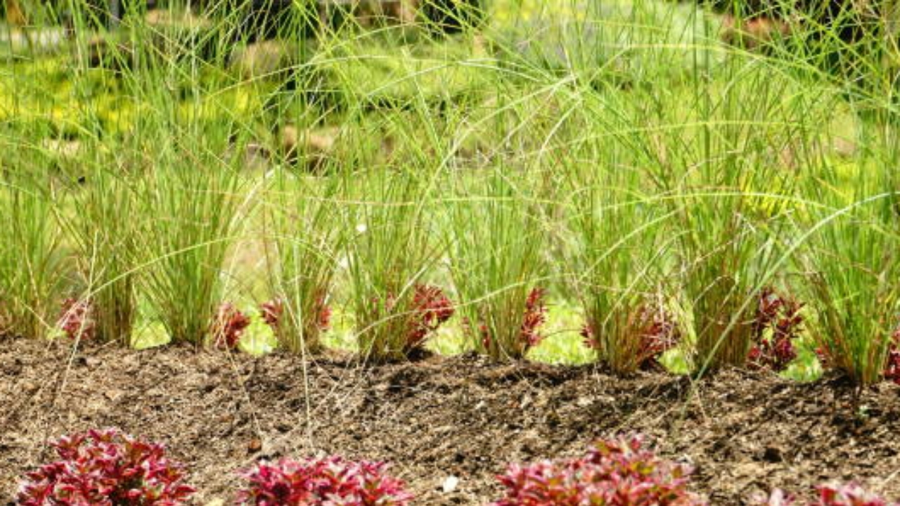 piante di vetiver