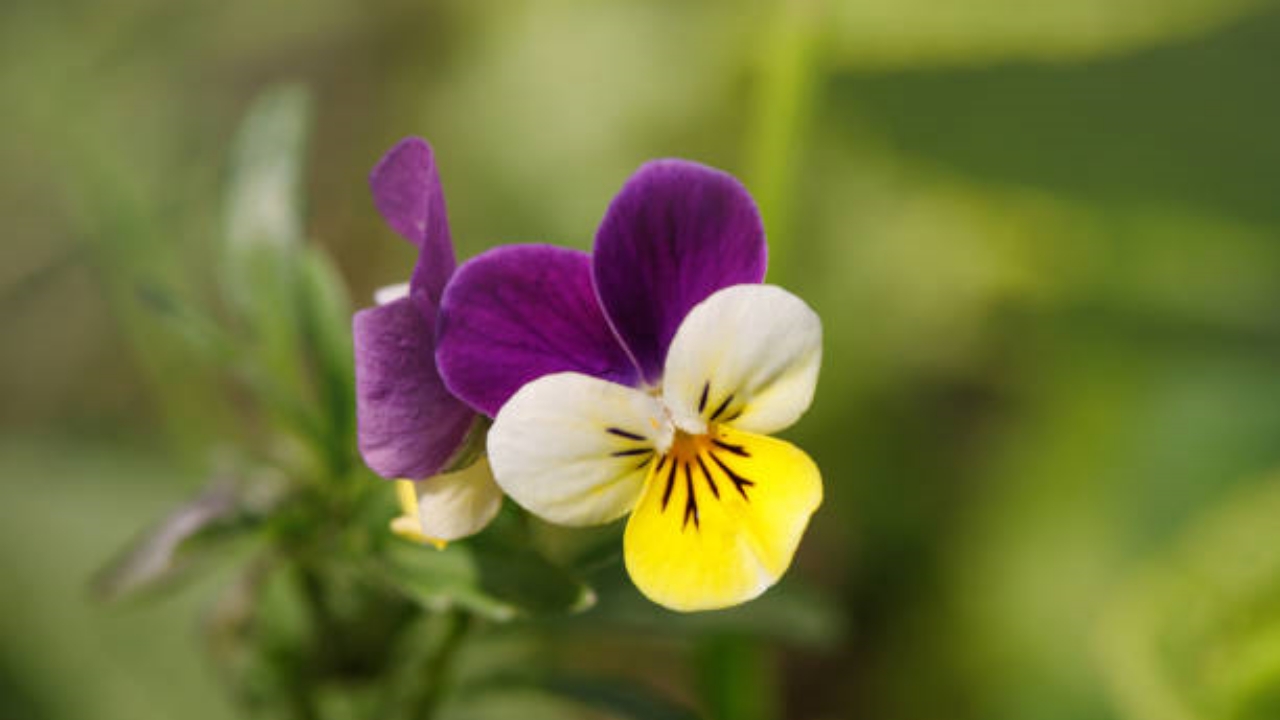 fiore della viola